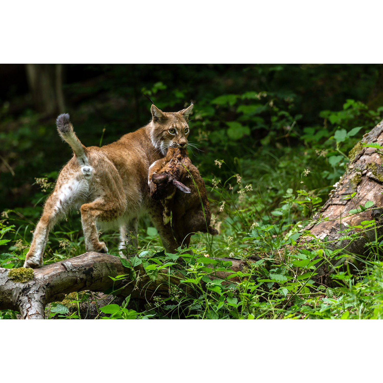 Lynx lynx Фото №7
