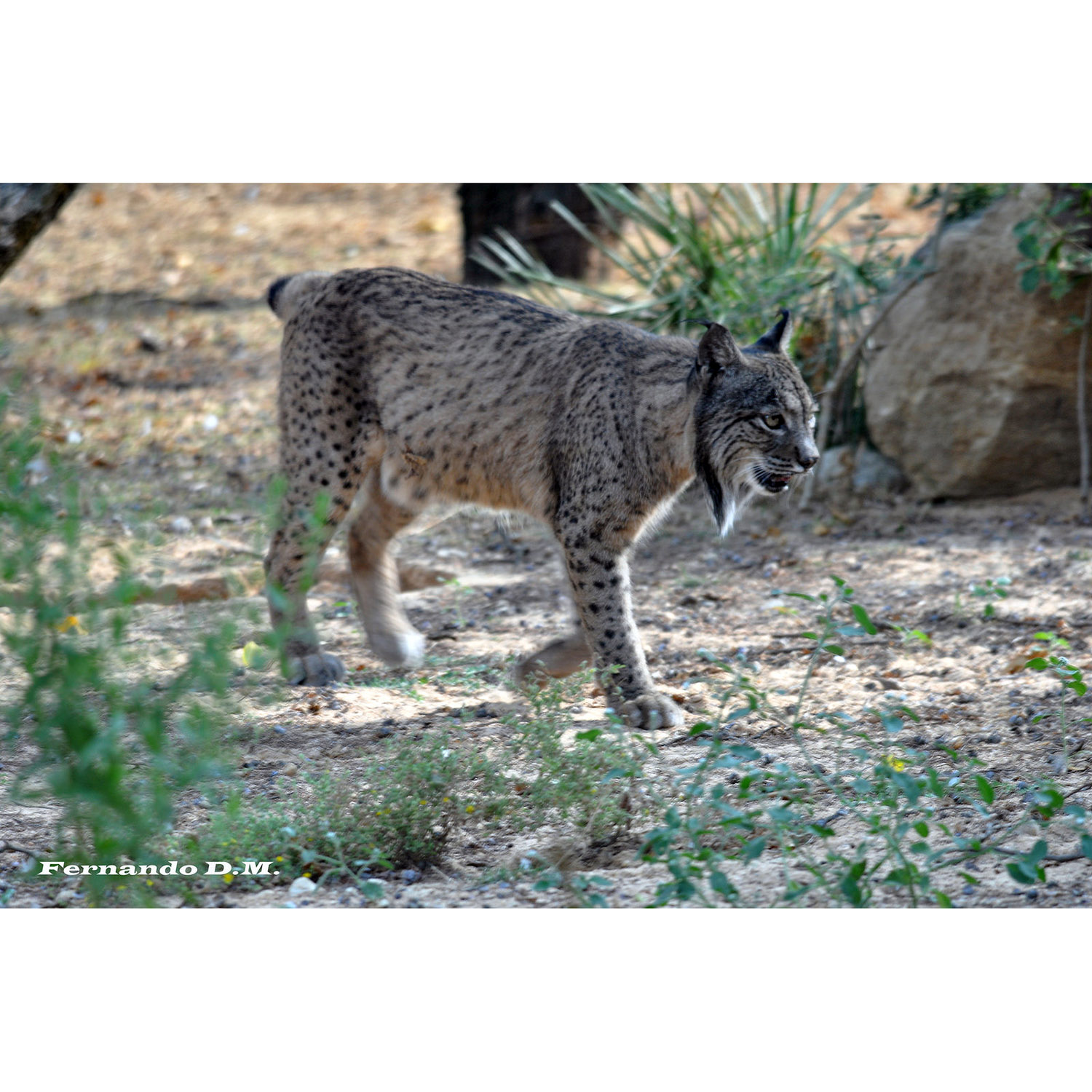 Lynx pardinus Фото №2