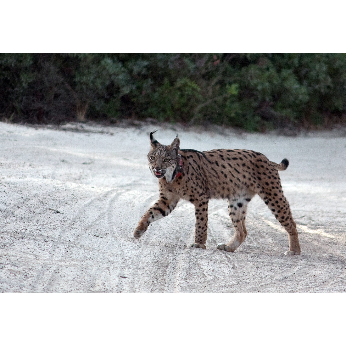 Lynx pardinus Фото №4