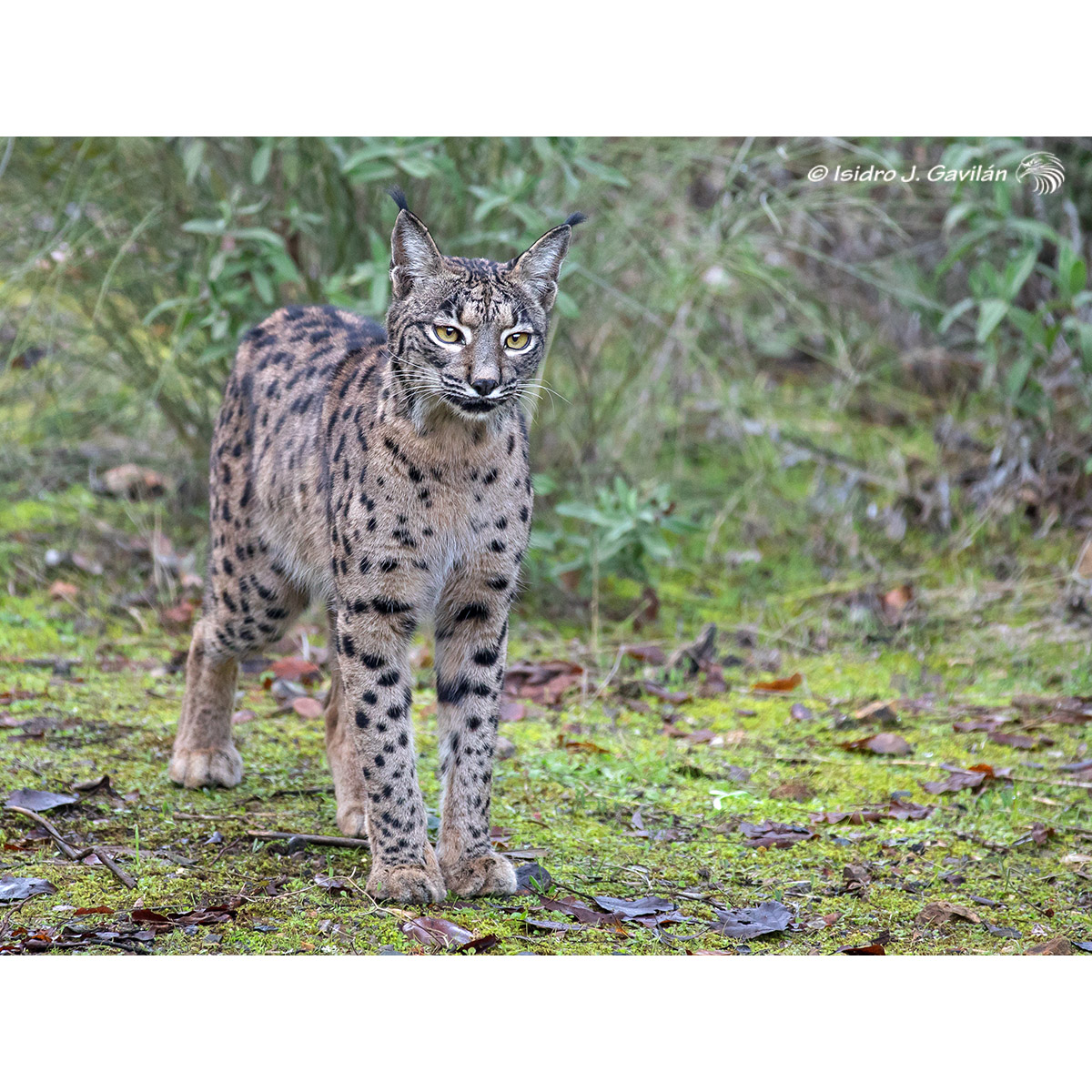 Lynx pardinus Фото №6