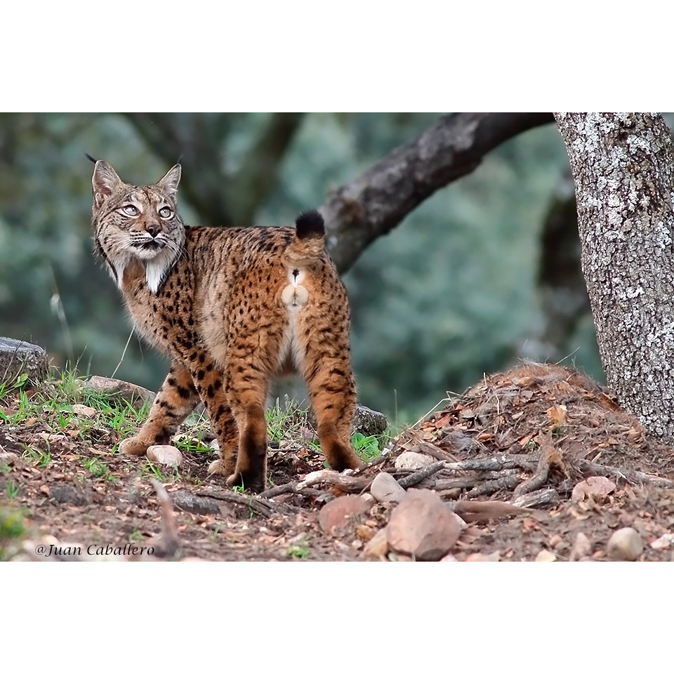 Lynx pardinus Фото №7