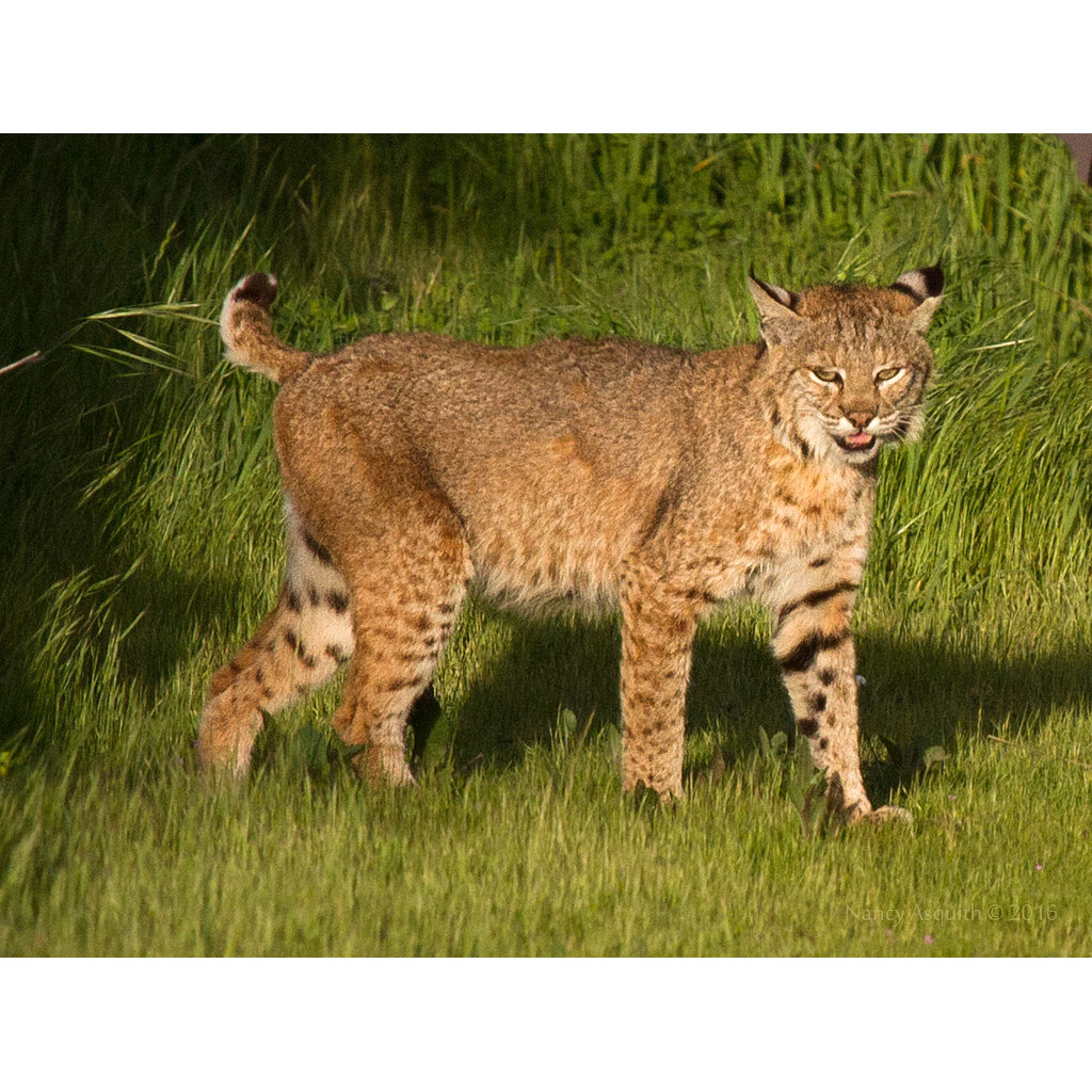 Lynx rufus Фото №2