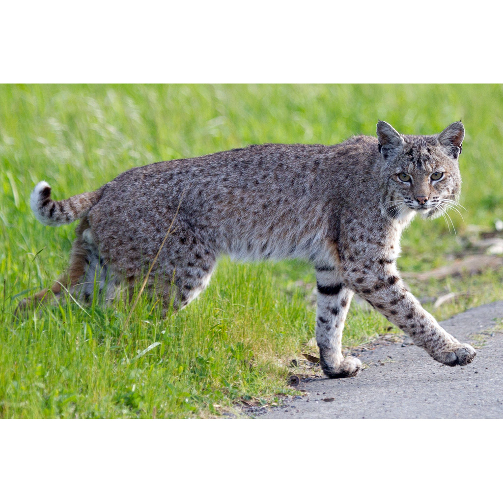 Lynx rufus Фото №3