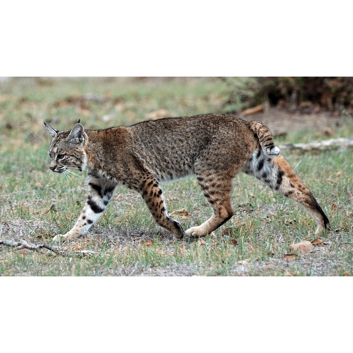 Lynx rufus Фото №5