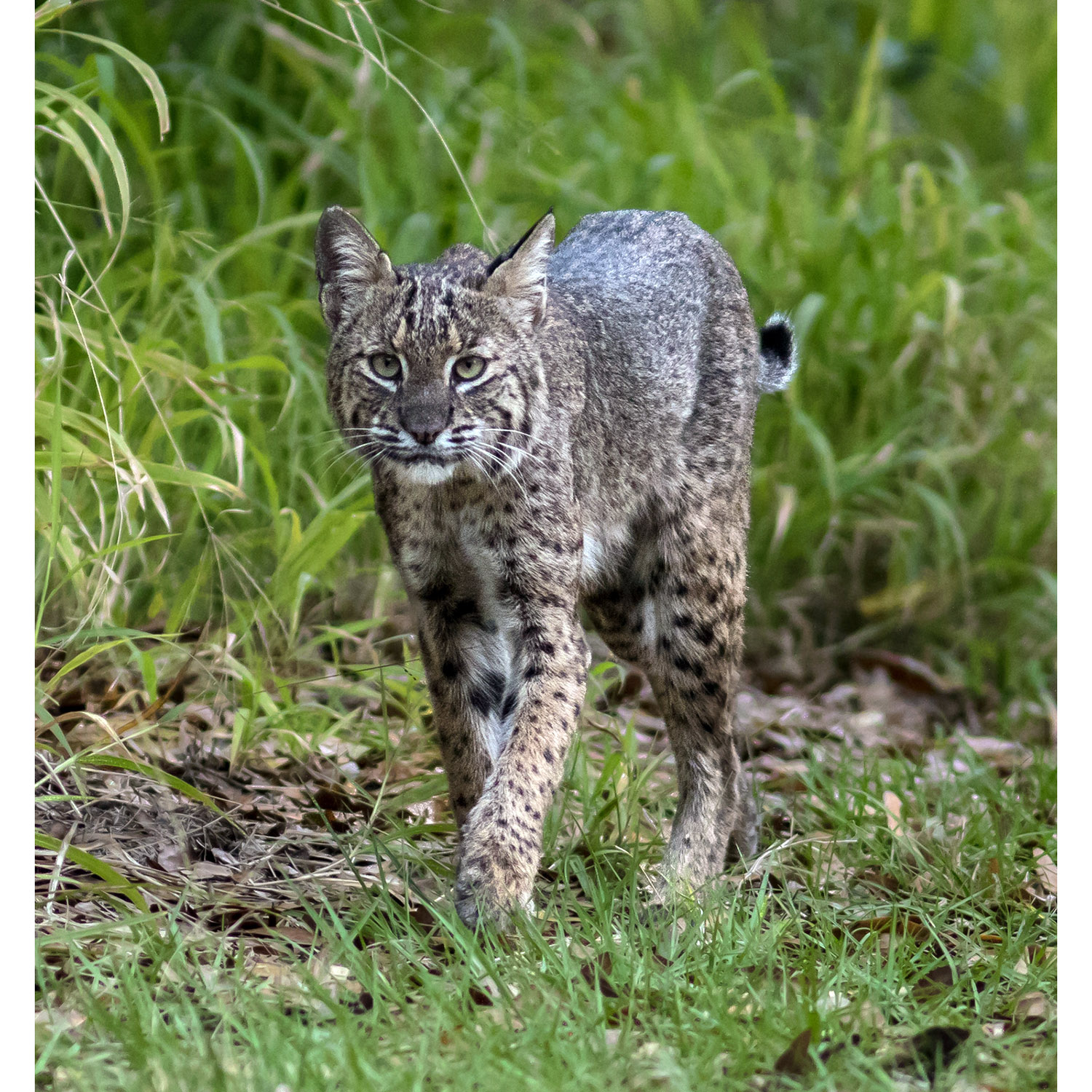 Lynx rufus Фото №6