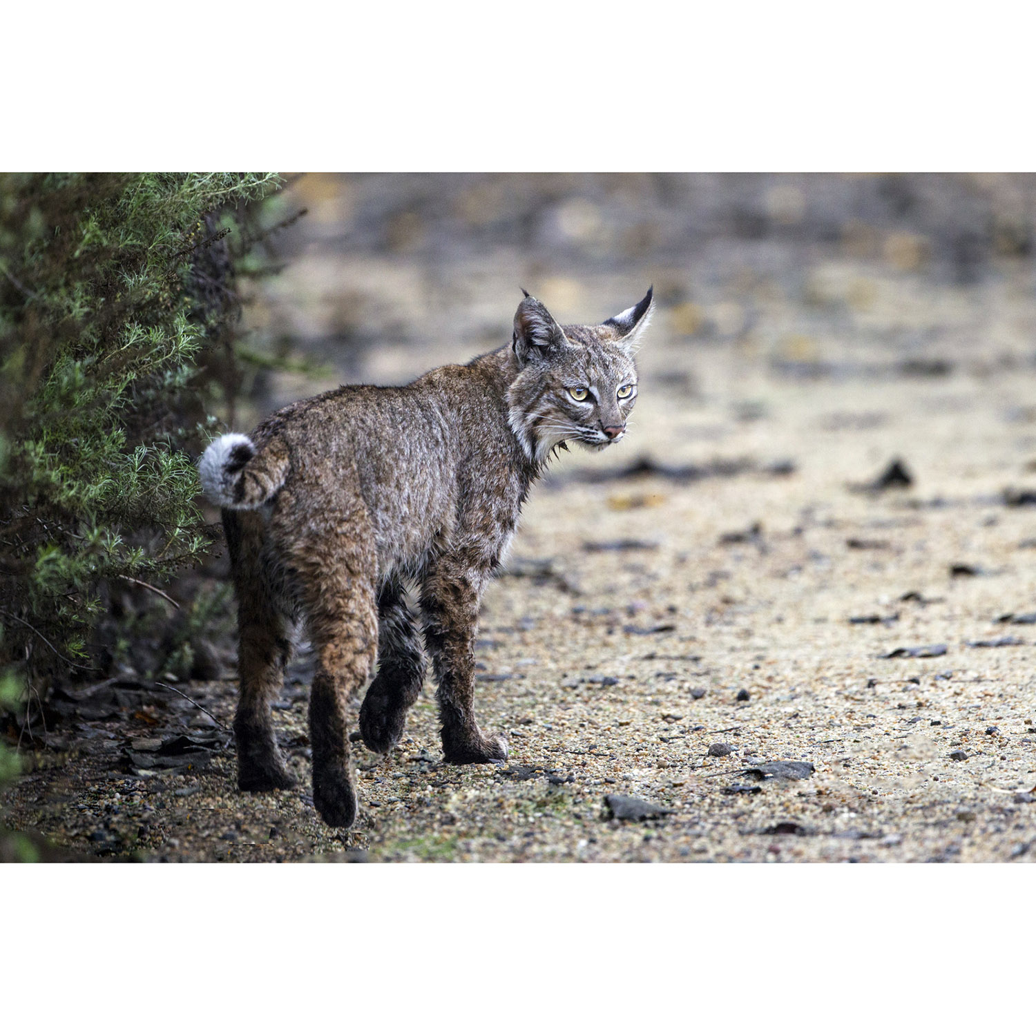 Lynx rufus Фото №7