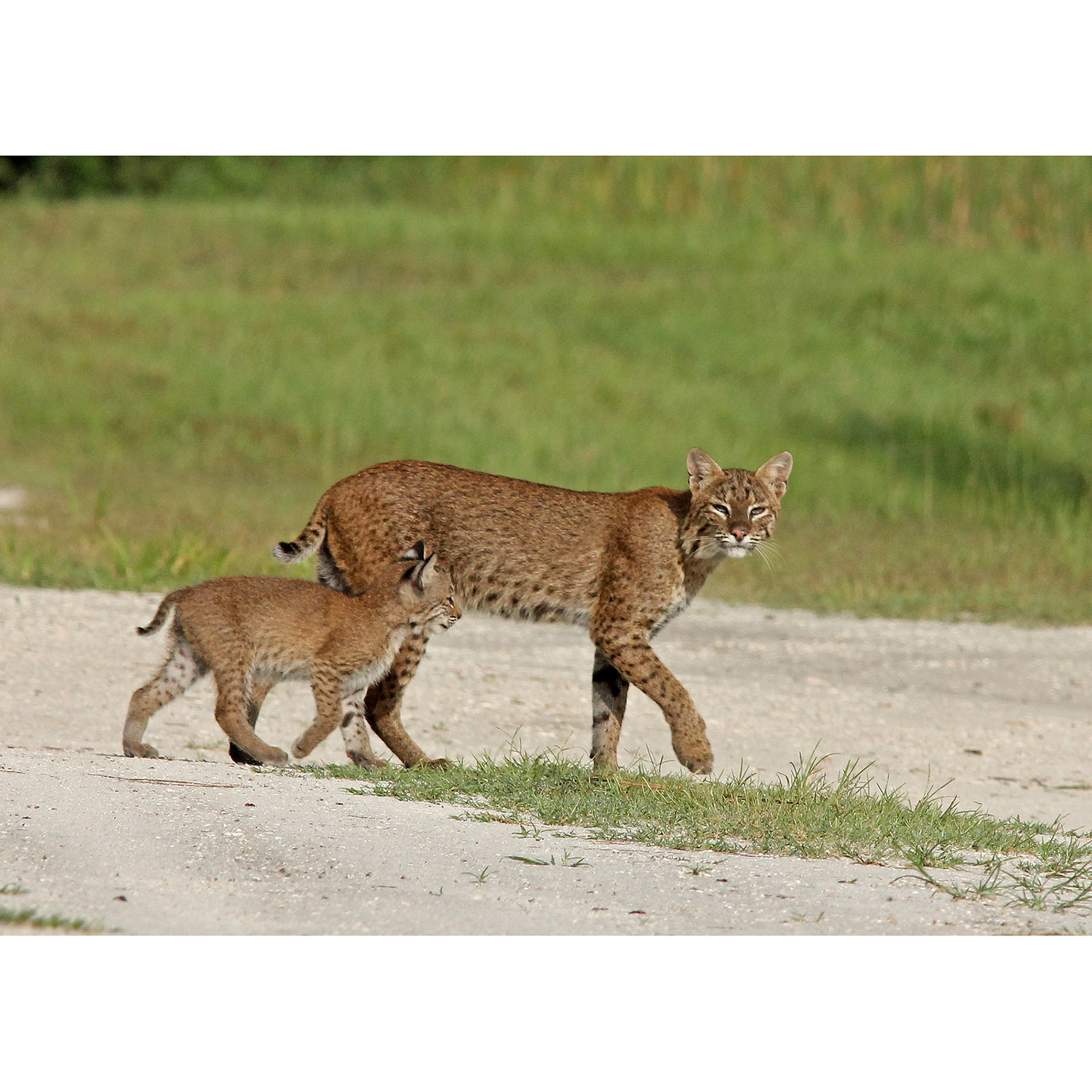 Lynx rufus Фото №8
