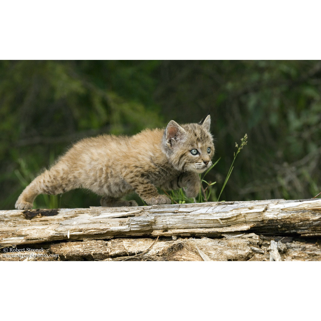 Lynx rufus Фото №9