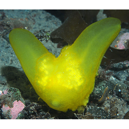 Семейство Lyroctenidae  фото