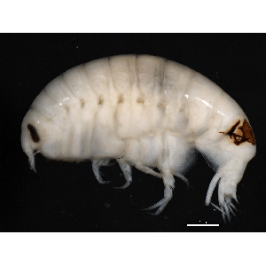 Семейство Lysianassidae фото