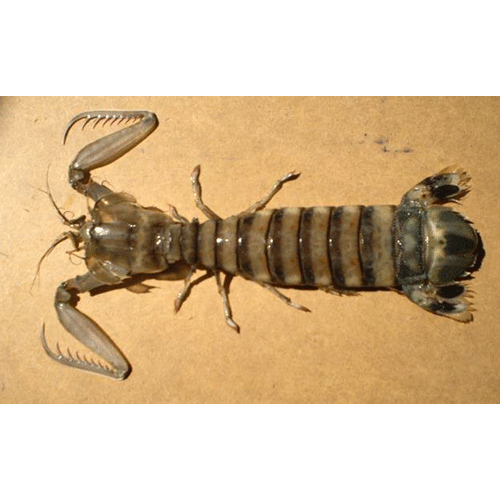 Семейство Lysiosquilloidea фото