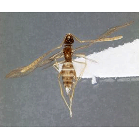 Семейство Maamingidae фото