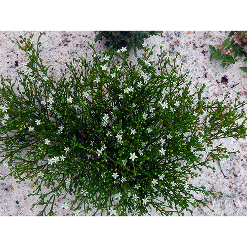 Семейство Macarthuriaceae фото