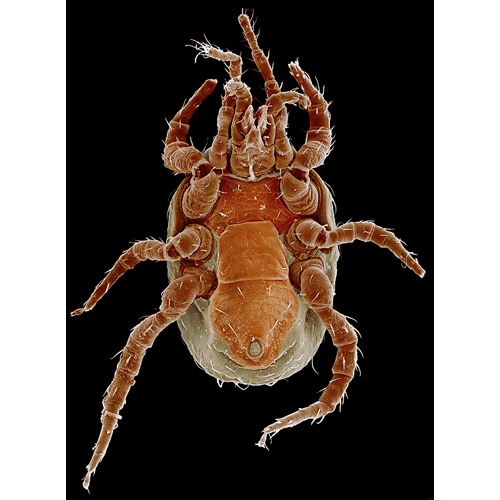 Семейство Macrochelidae фото