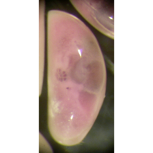 Семейство Macrocypridoidea фото
