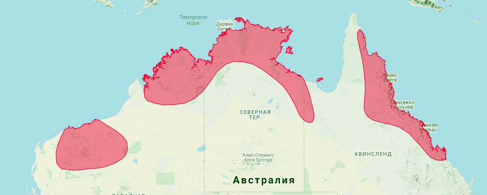 Австралийский ложный вампир (Macroderma gigas) Ареал обитания на карте