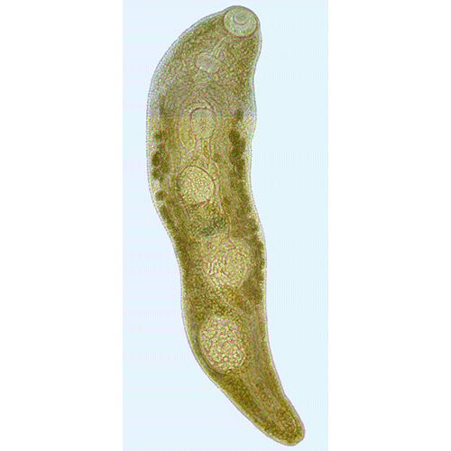Семейство Macroderoididae фото