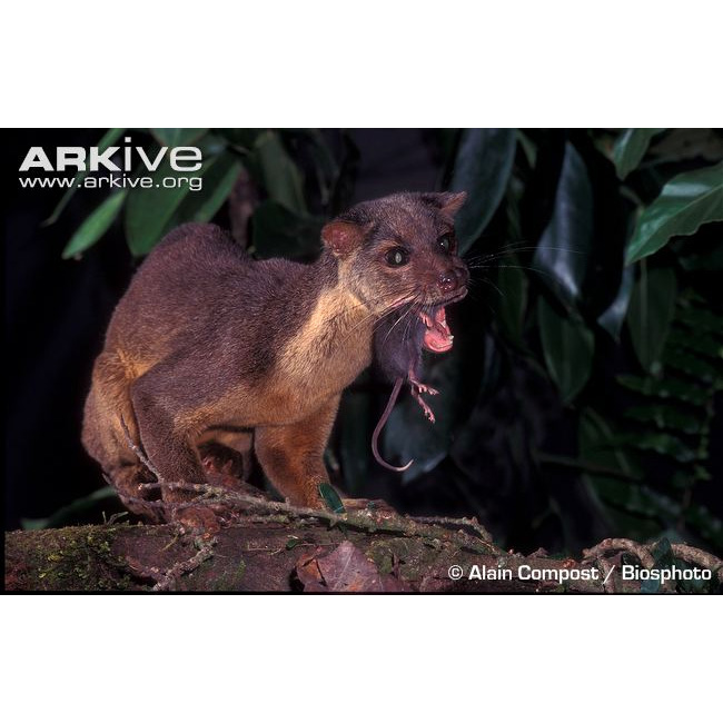 Сулавесская цивета (Macrogalidia musschenbroekii) Фото №3