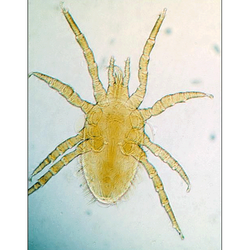 Семейство Macronyssidae фото