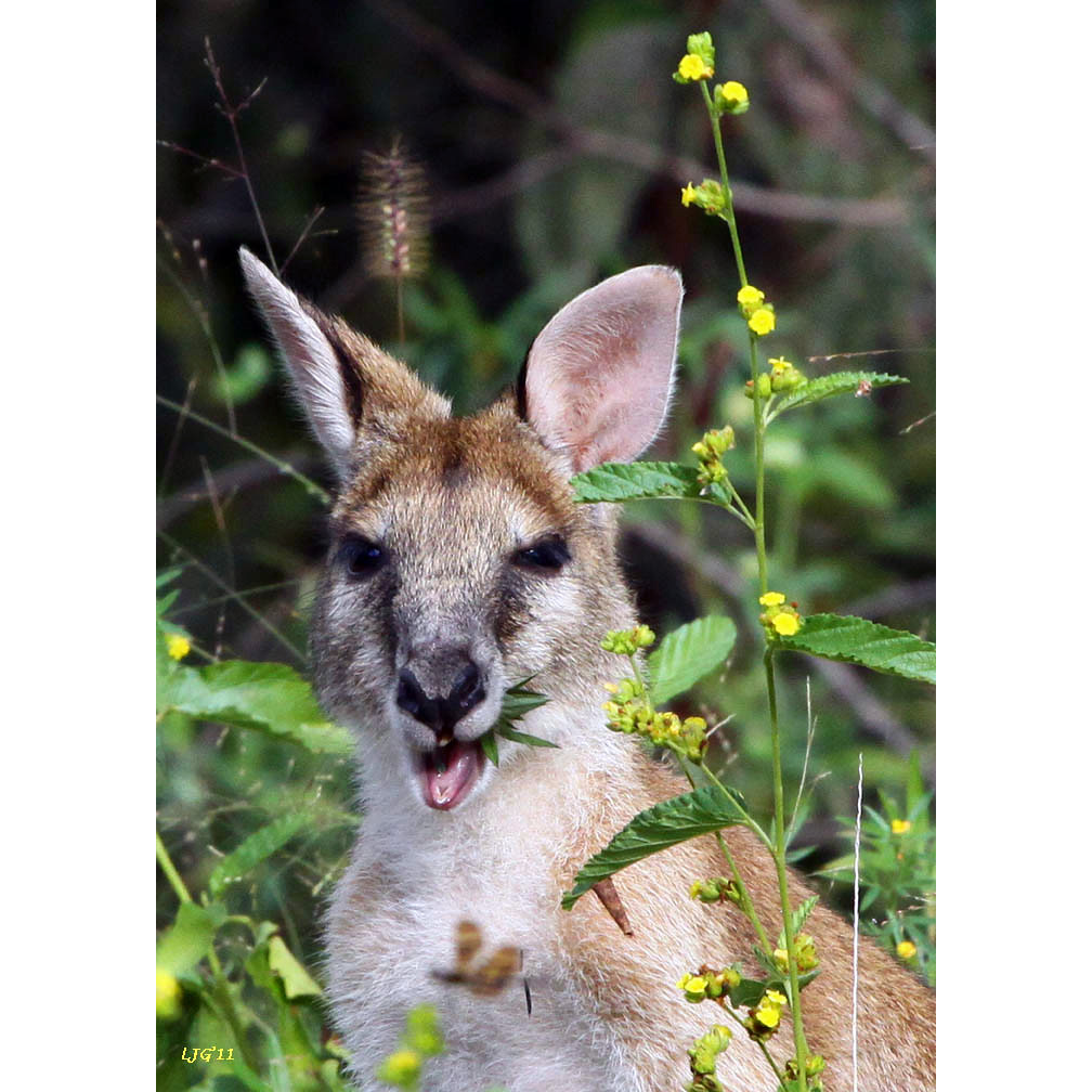 Прыткий валлаби (Macropus agilis) Фото №10