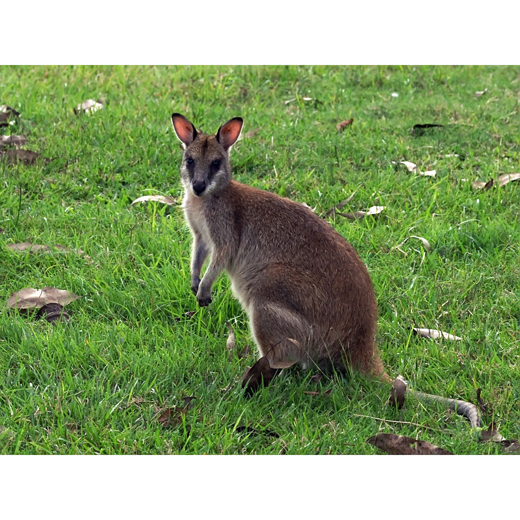 Прыткий валлаби (Macropus agilis) Фото №2