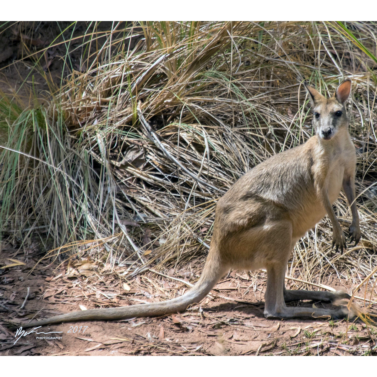 Прыткий валлаби (Macropus agilis) Фото №3