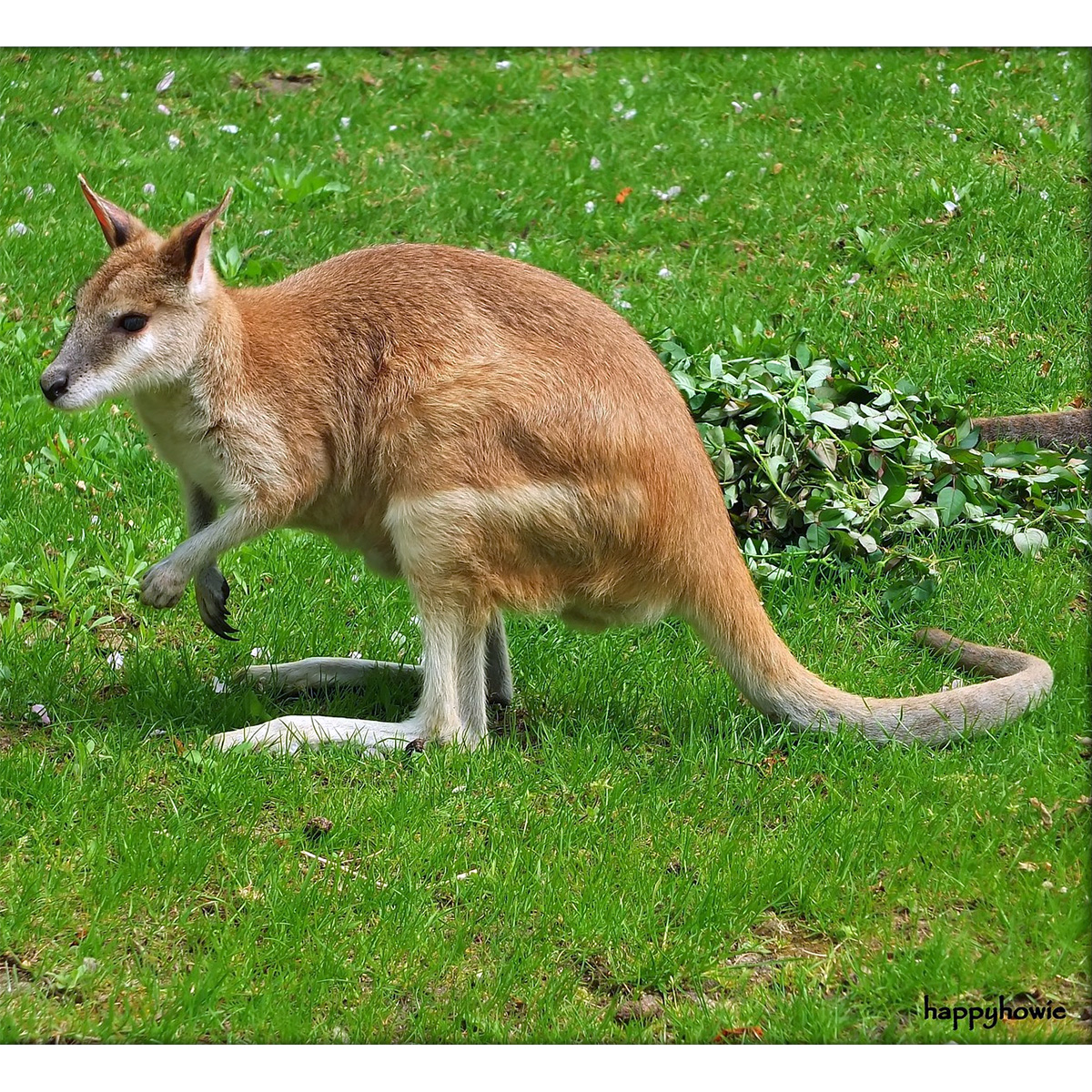 Прыткий валлаби (Macropus agilis) Фото №4