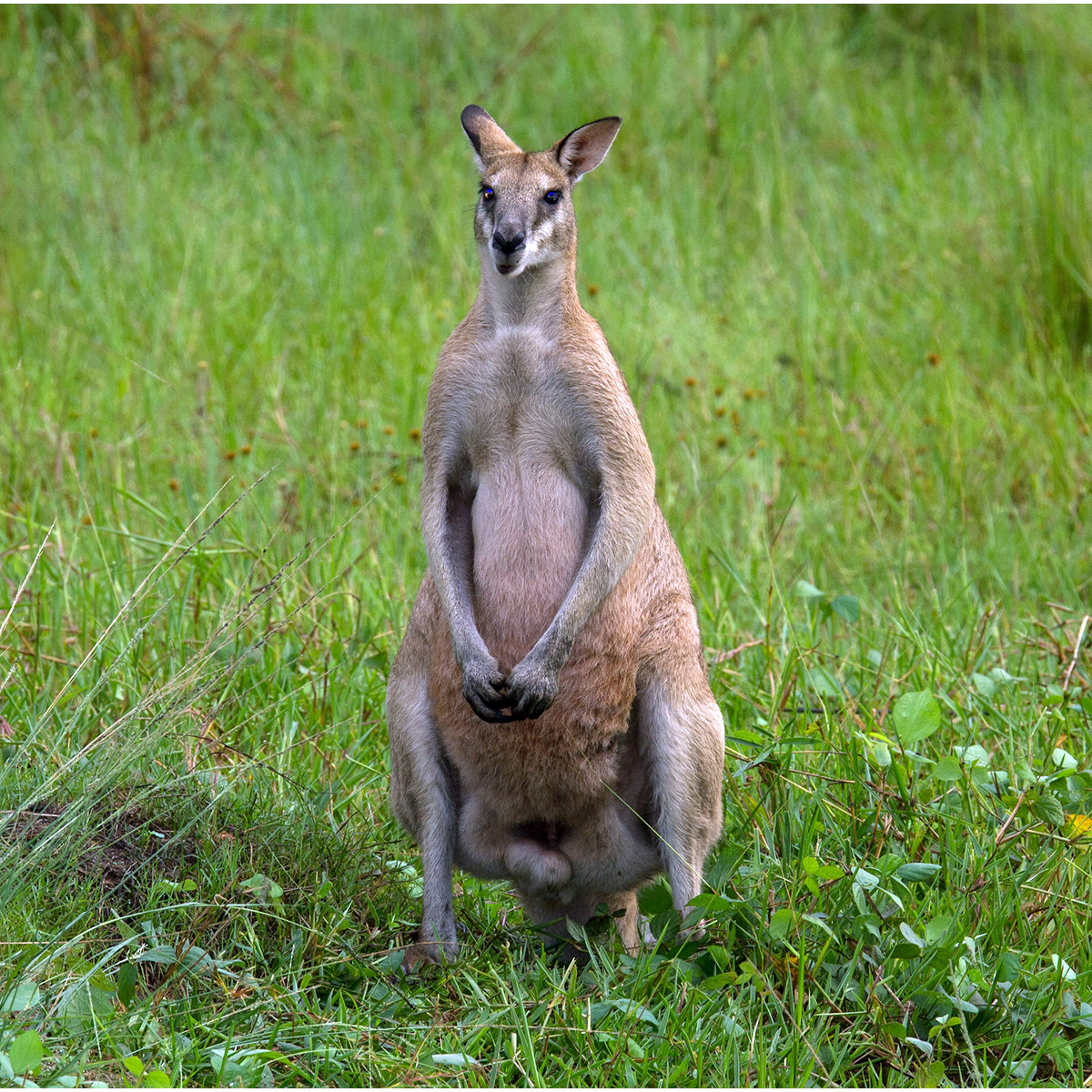 Прыткий валлаби (Macropus agilis) Фото №5