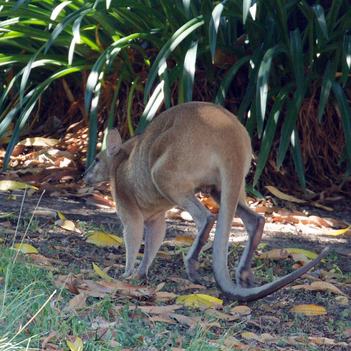 Прыткий валлаби (Macropus agilis) Фото №6