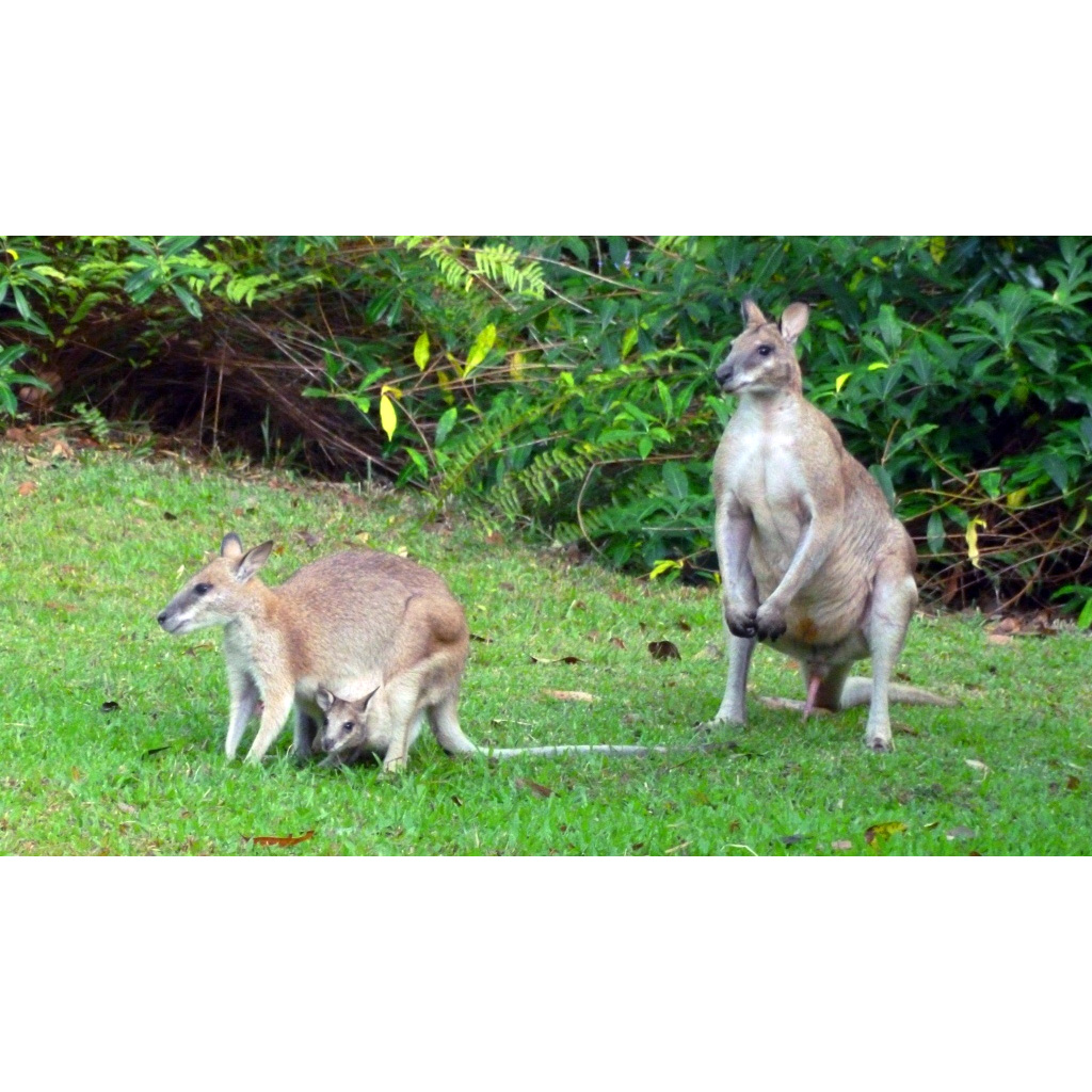 Прыткий валлаби (Macropus agilis) Фото №7