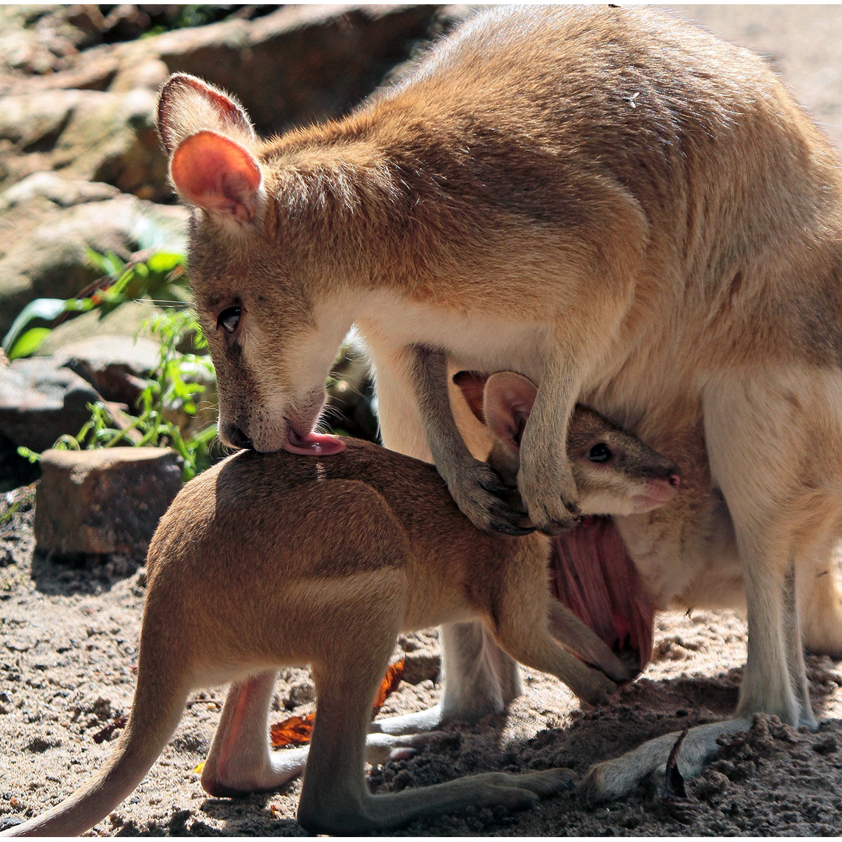 Прыткий валлаби (Macropus agilis) Фото №8