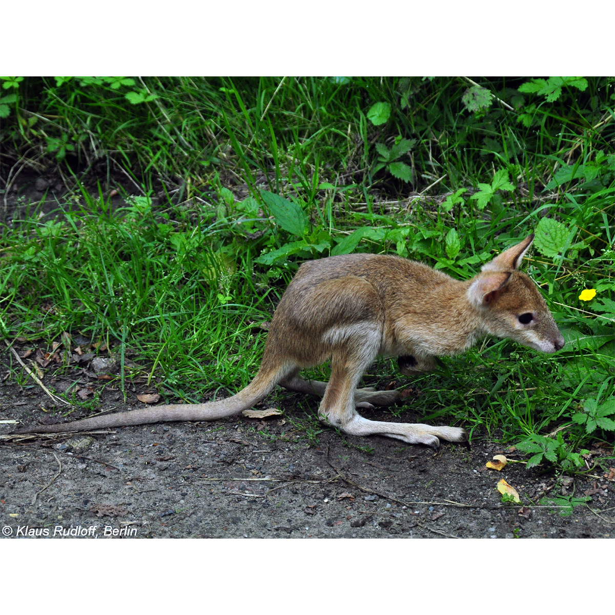 Прыткий валлаби (Macropus agilis) Фото №9