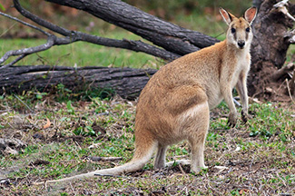 Macropus agilis agilis