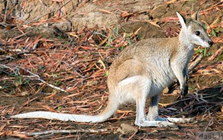 Macropus agilis jardinii