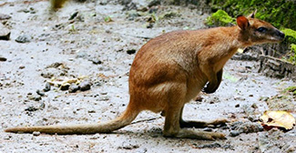 Macropus agilis papuanus