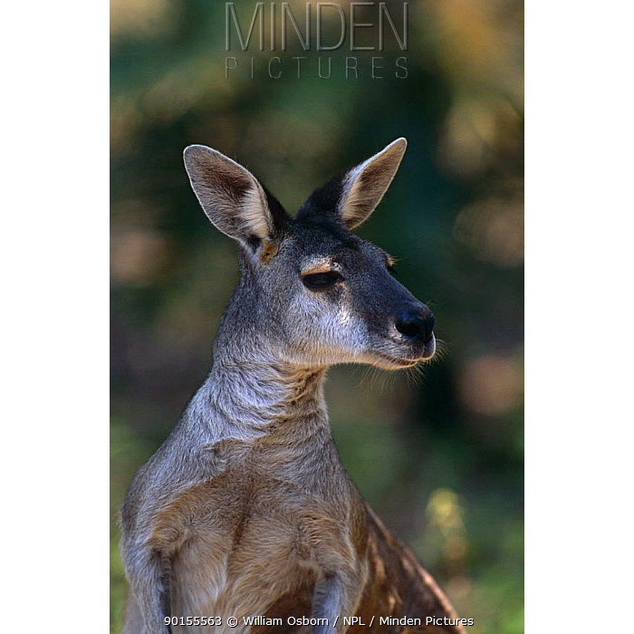 Антилоповый кенгуру (Macropus antilopinus) Фото №10