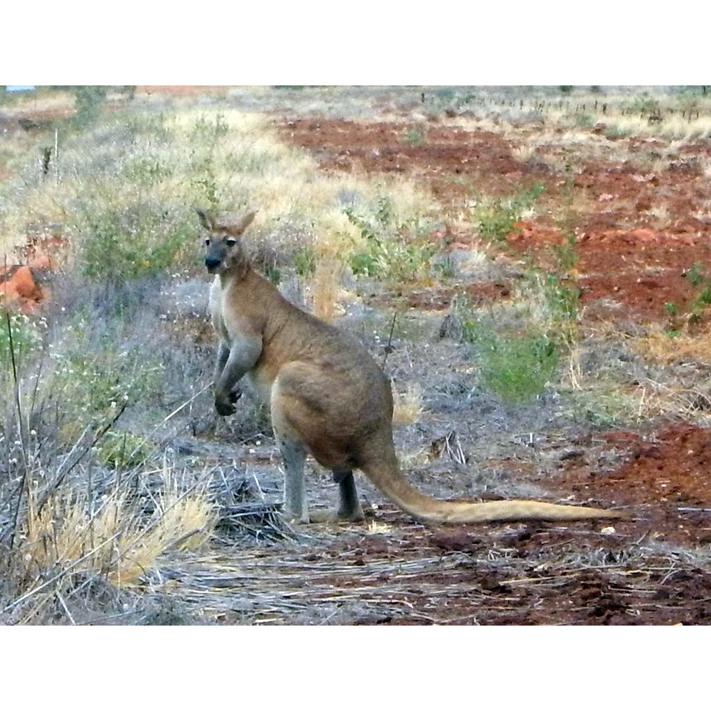 Антилоповый кенгуру (Macropus antilopinus) Фото №2