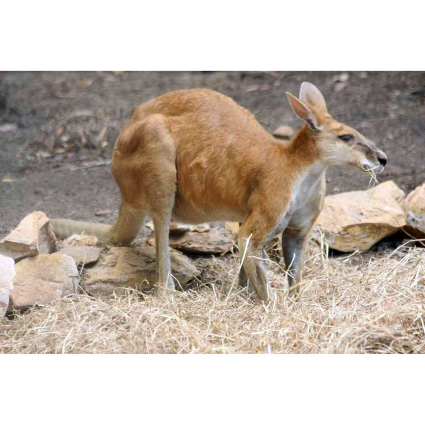 Антилоповый кенгуру (Macropus antilopinus) Фото №3