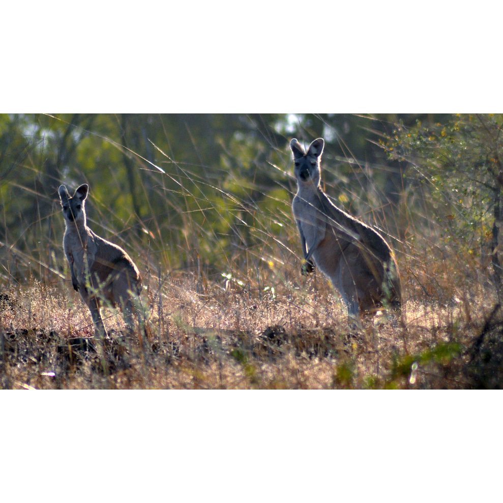 Антилоповый кенгуру (Macropus antilopinus) Фото №6