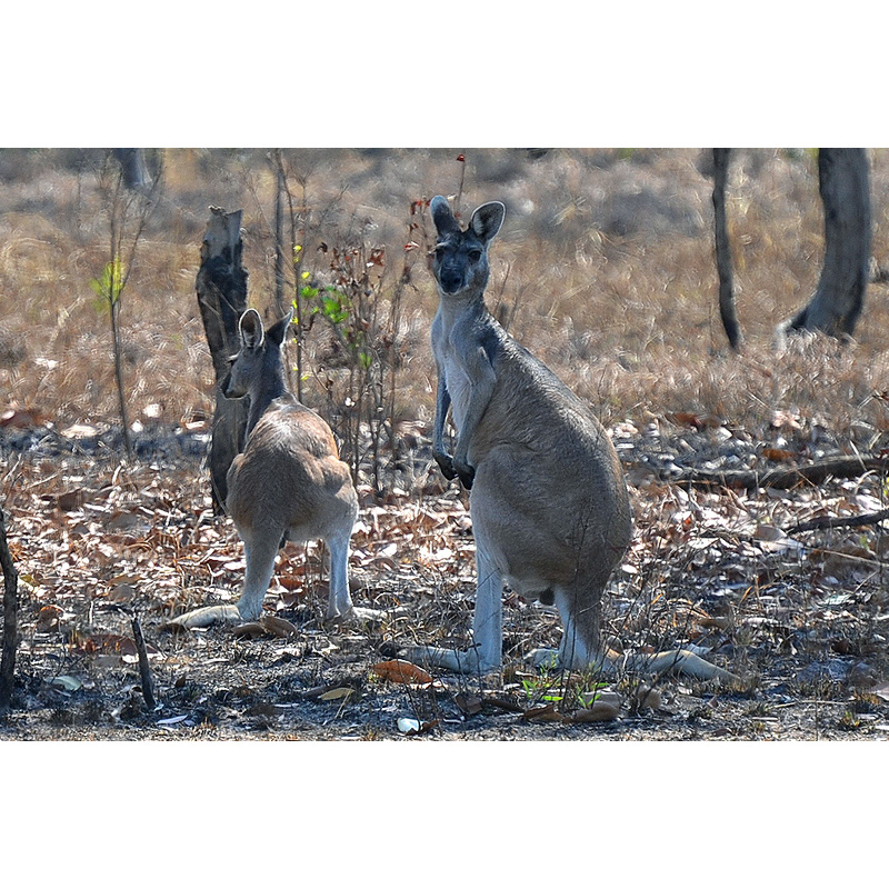 Антилоповый кенгуру (Macropus antilopinus) Фото №7