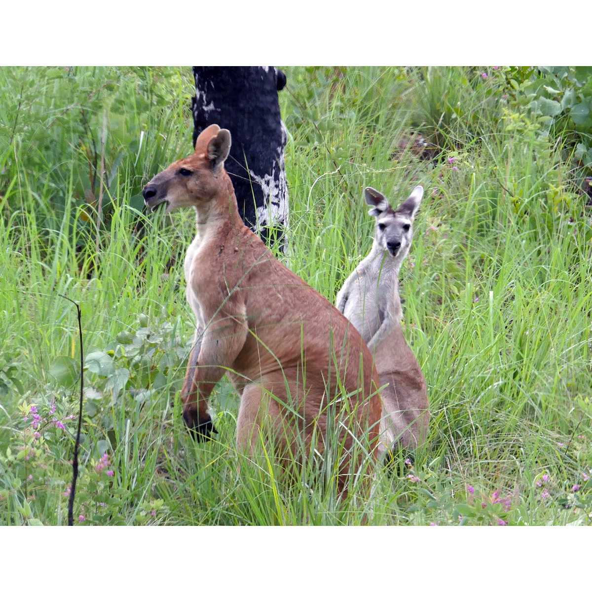 Антилоповый кенгуру (Macropus antilopinus) Фото №8