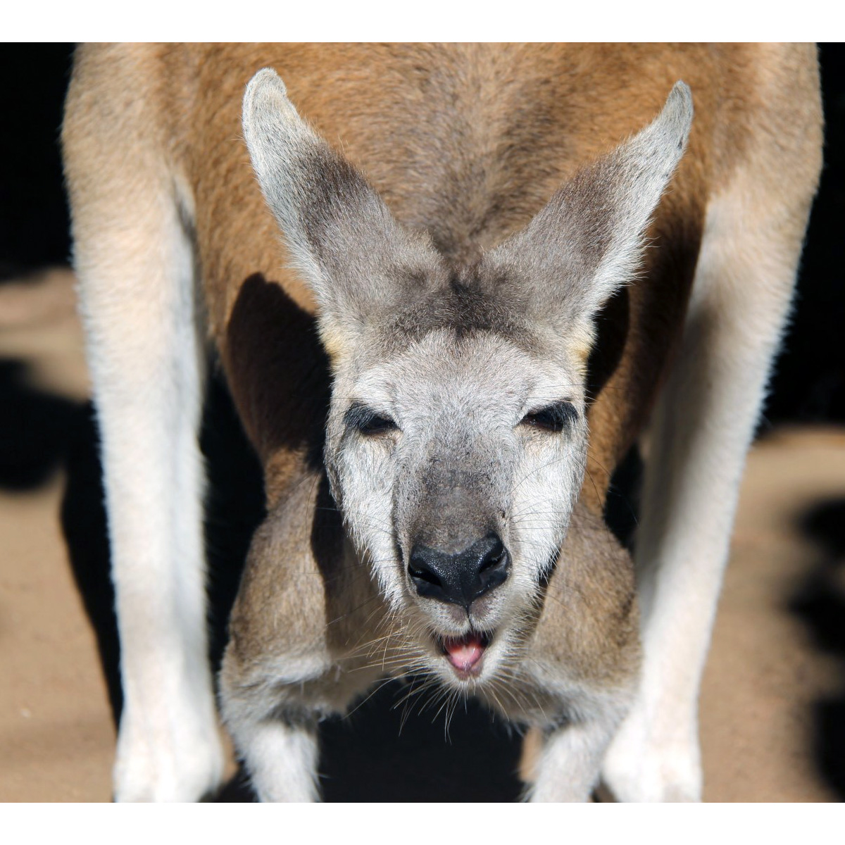Антилоповый кенгуру (Macropus antilopinus) Фото №9