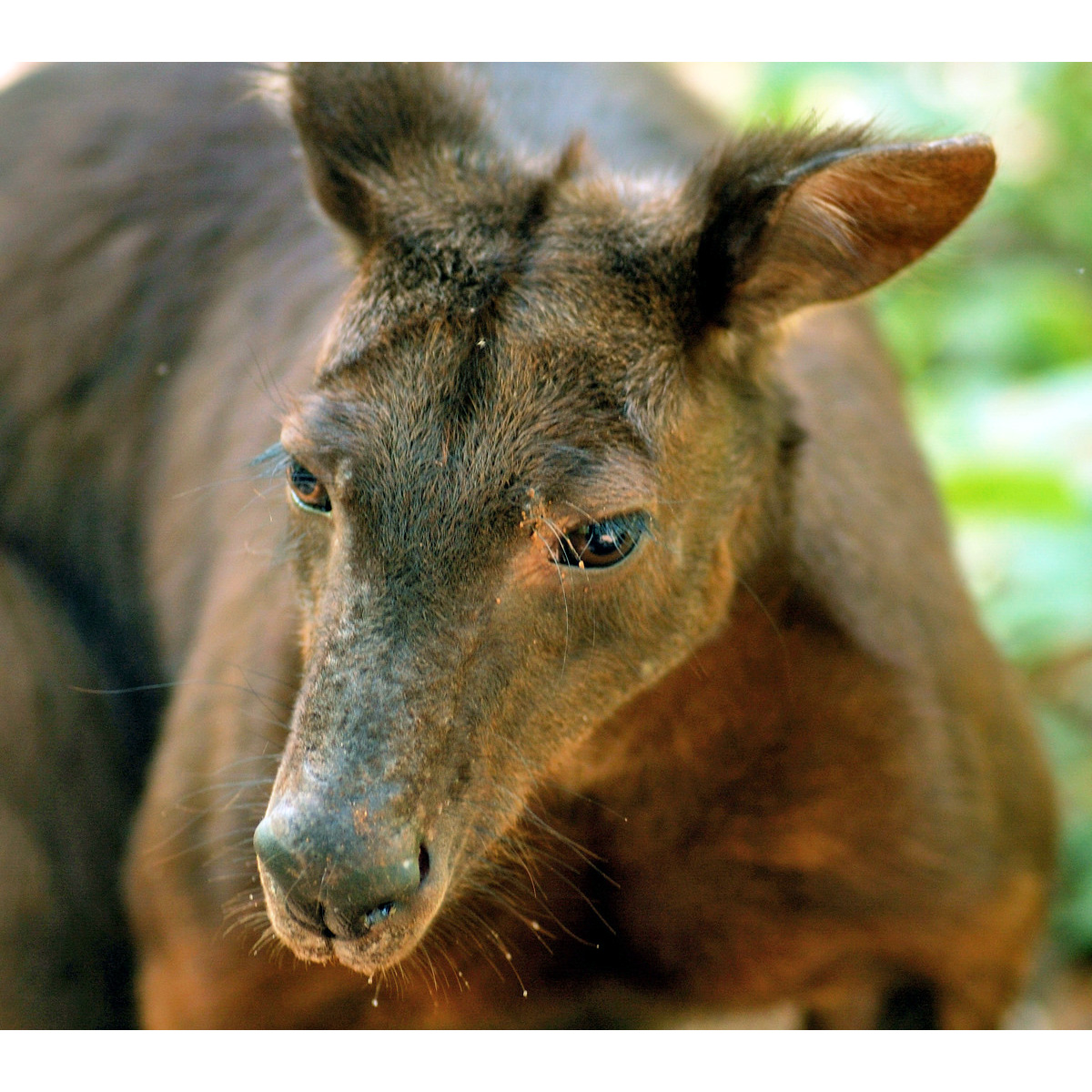 Кенгуру Бернарда (Macropus bernardus) Фото №10