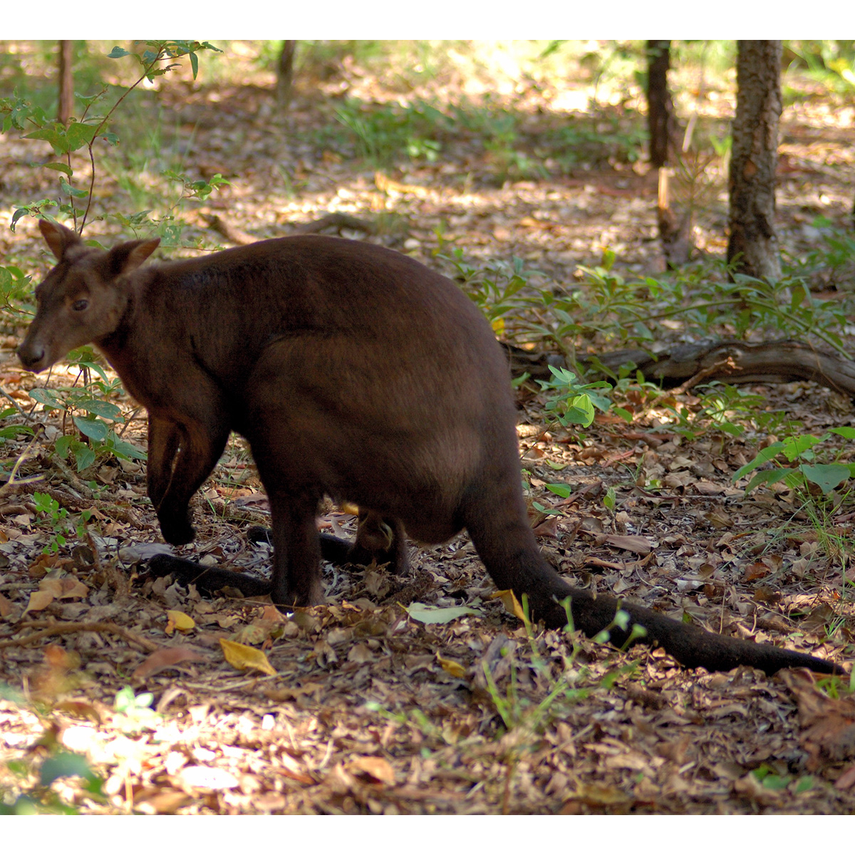 Кенгуру Бернарда (Macropus bernardus) Фото №2