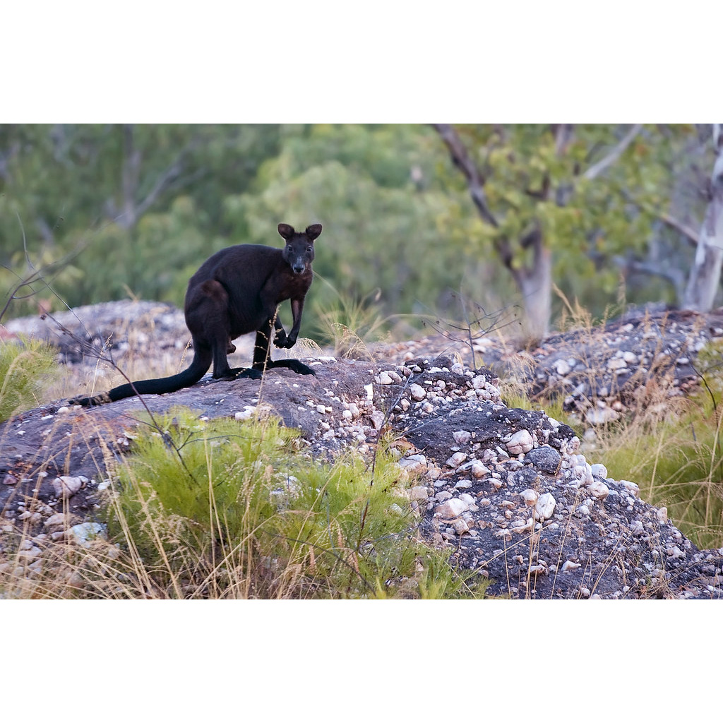 Кенгуру Бернарда (Macropus bernardus) Фото №3