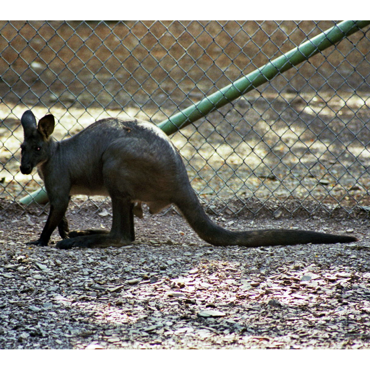 Кенгуру Бернарда (Macropus bernardus) Фото №4