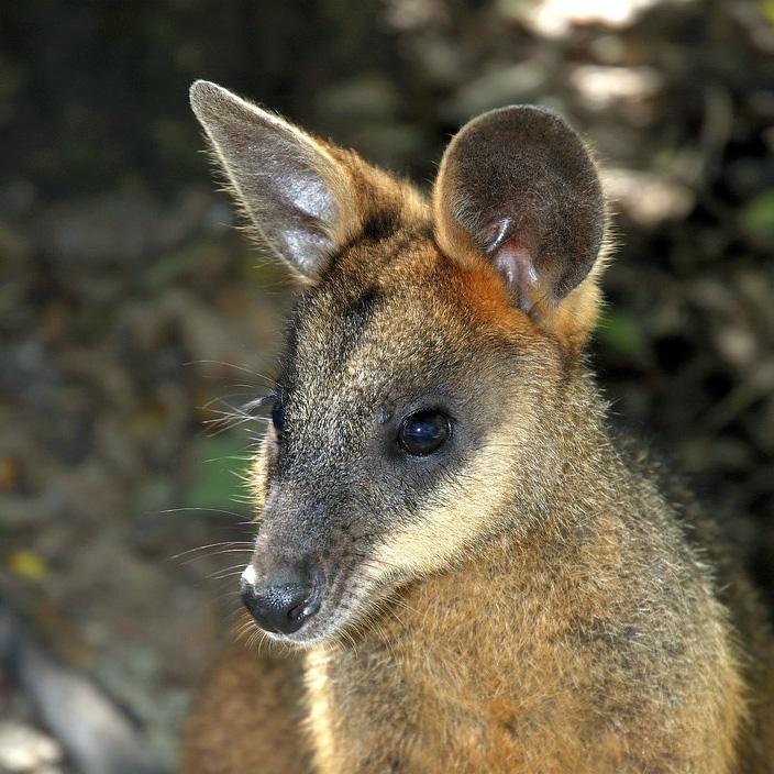 Чернополосый валлаби (Macropus dorsalis) Фото №10