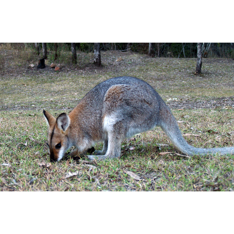 Чернополосый валлаби (Macropus dorsalis) Фото №2