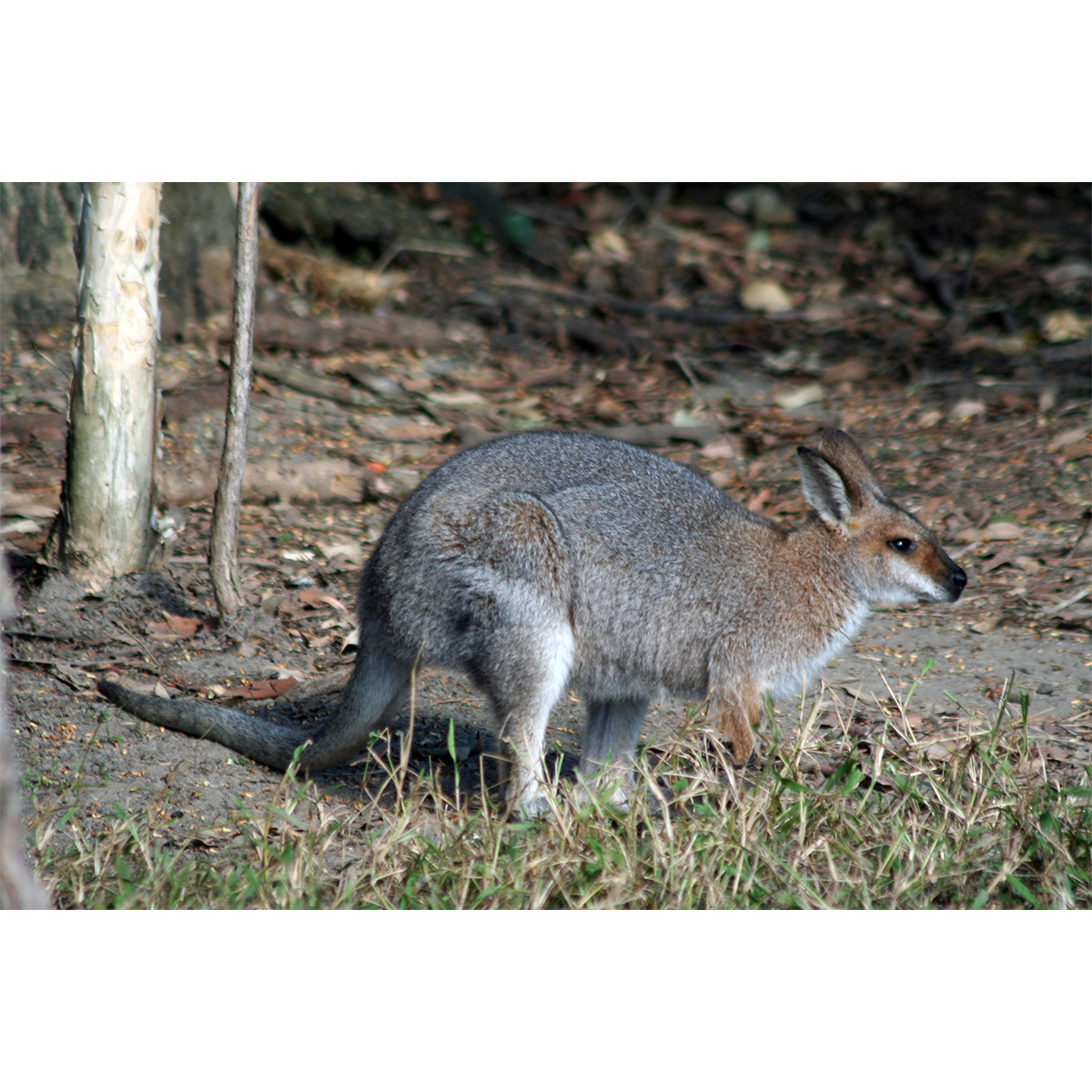Чернополосый валлаби (Macropus dorsalis) Фото №3