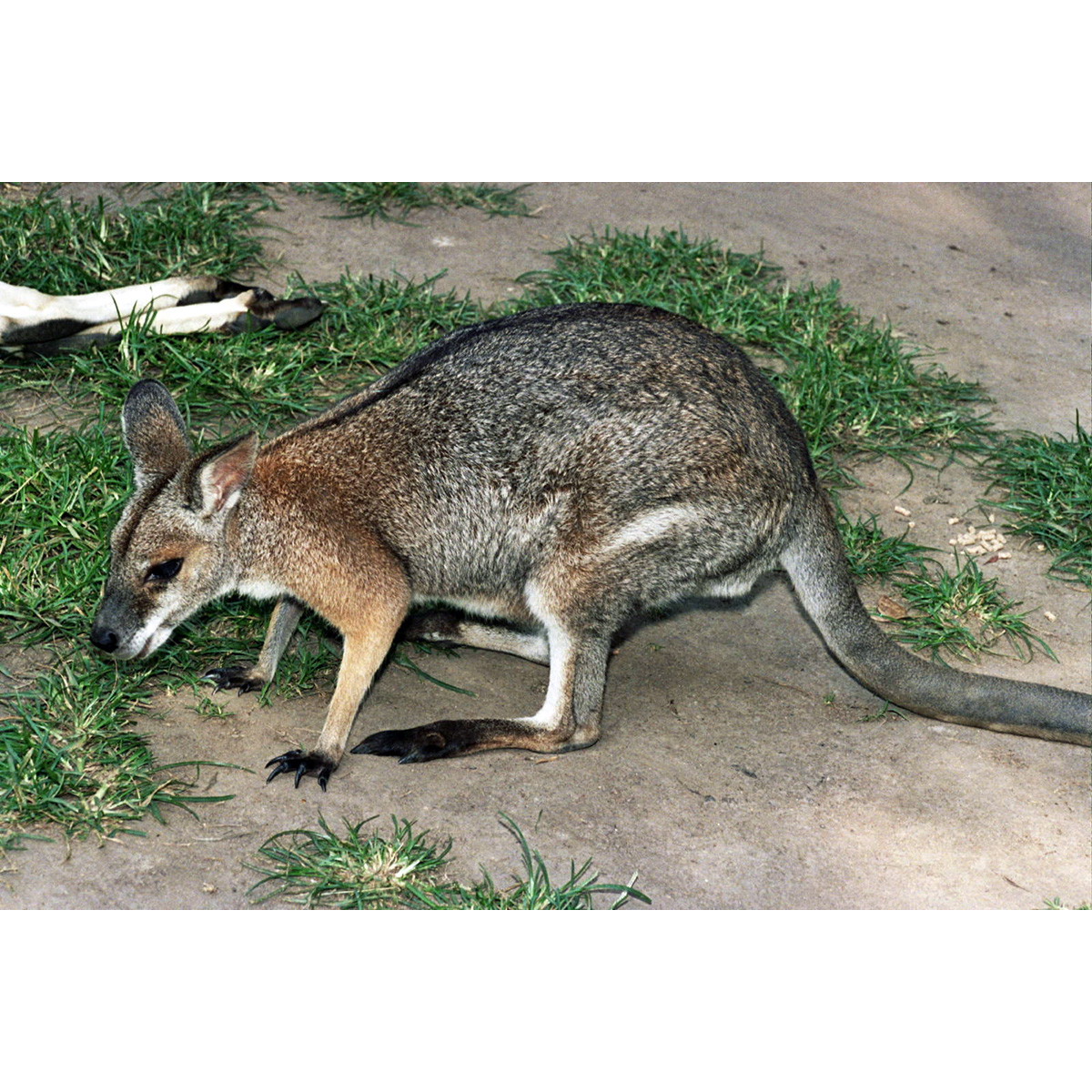 Чернополосый валлаби (Macropus dorsalis) Фото №4
